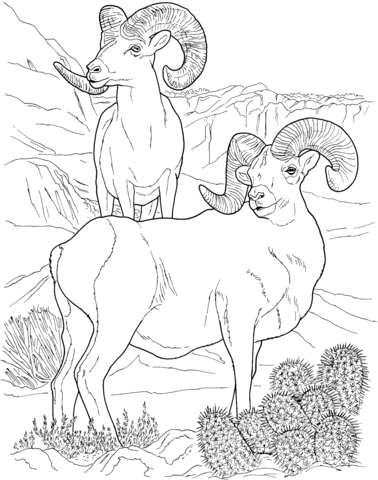 Desert Bighorn Sheep Coloring Page